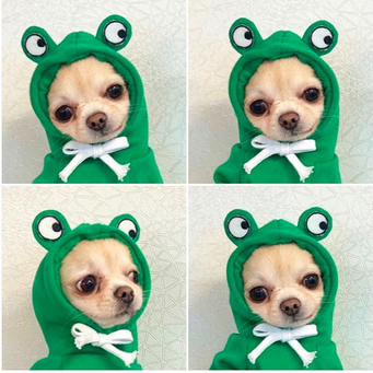 Pet Sweatshirts & Hoodies