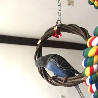 Bird Cages